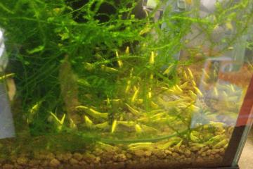 lot 10 crevettes yellow néon
