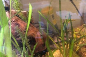 JEUNES POISSONS PLATYS