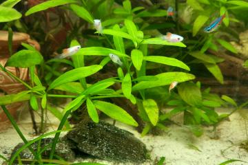Platys