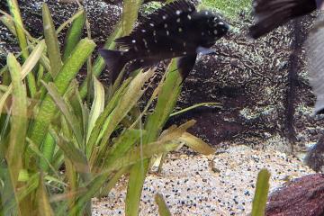 vend poissons d eau douce