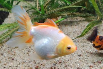Oranda Panda
