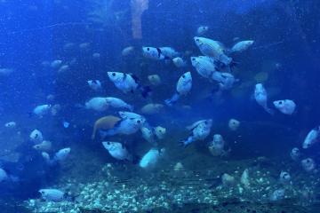 poissons Molly noirs blancs et rouges