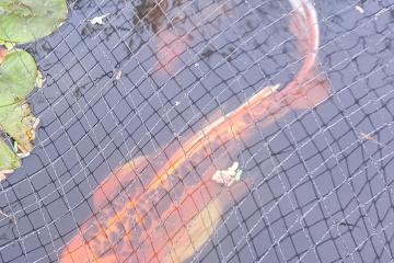 Couple de carpes koi japonaises a voile 55/60cm
