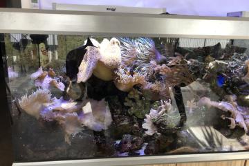 Aquarium eau de mer