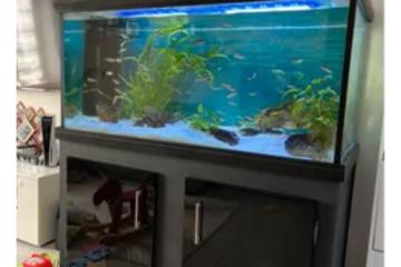 Aquarium + meuble