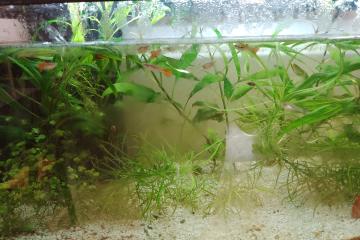 Guppy mâles