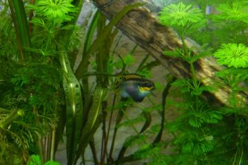 cichlidé Pelvicachromis taeniatus