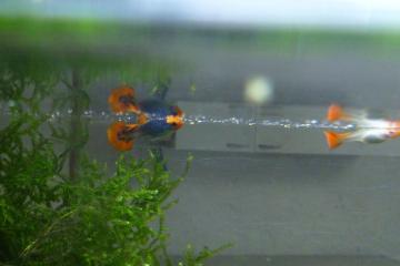 jeunes Poissons guppy black bar et showa cobra red cap