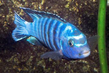 Pseudotropheus saulosi