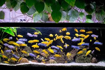 Cichlidés tropicaux