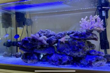 Cause arrêt cède poissons récifaux et coraux mous