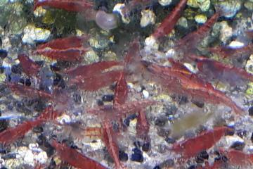 Crevettes toutes couleurs.