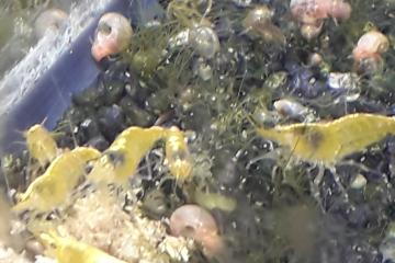 Crevettes toutes couleurs.