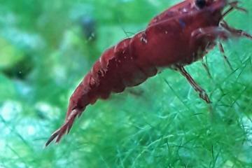 Crevettes toutes couleurs.