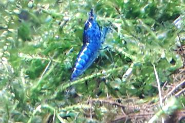 Crevettes toutes couleurs.