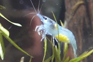 Crevettes toutes couleurs.