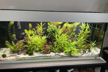 Aquarium 240 littes