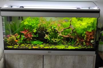aquarium planté de 200 l avec plantes et poissons