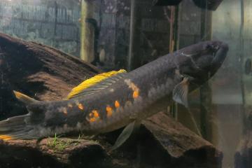 Poisson loup de feu