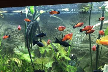 donne poissons aquarium eau douce