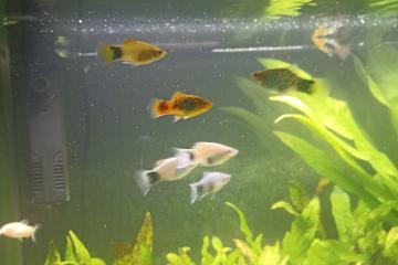 Platy