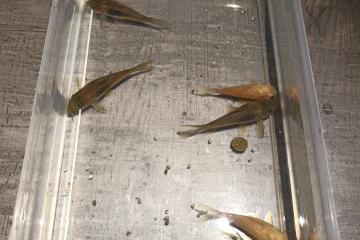 Corydoras