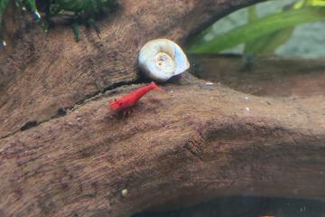Crevettes néocaridina