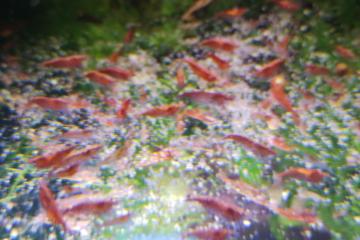 Crevette red cherry