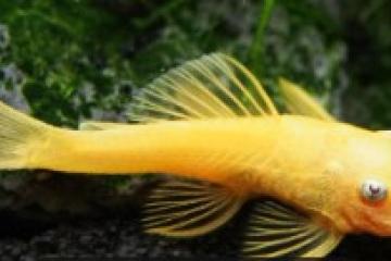 Poissons d'élevage  d'aquarium