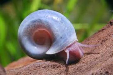 Planorbes (escargots)