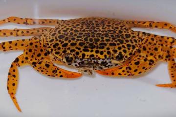 Crabe d'Indonésie : Parathelphusa Pantherina
