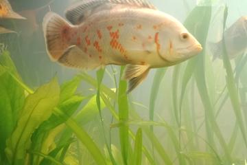 Donne poisson oscar