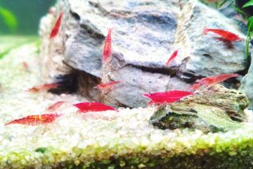 Crevettes Neocardina davidi Red Cherry