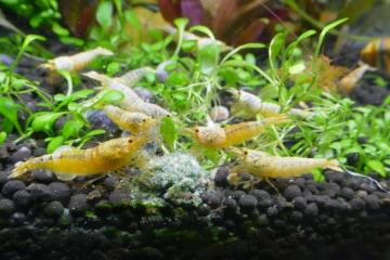 Promo- lot de 12 Caridina taitibee blanches