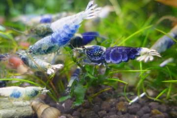 Crevette crazy blue