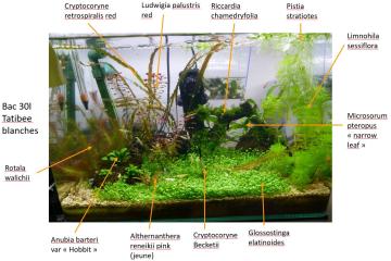Plantes d'aquarium - Mousses et gazonnantes
