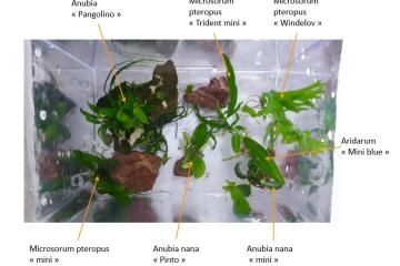 Plantes d'aquarium - Flottantes et epiphytes