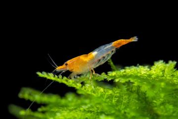 Crevette rili orange