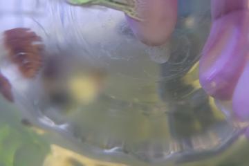 Guppy mal