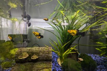 Don Poissons alevins Molly Leopard
