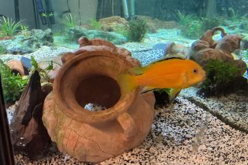 LabidoChromis Caeruleus