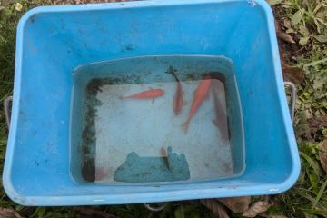 Vend poissons d’urgence