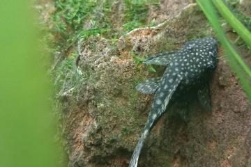 Ancitrus