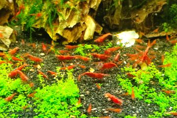 Crevettes Neocaridina Davidi  Red Sakura / RedCherry