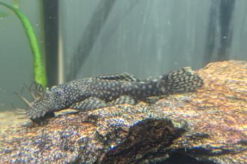 Don ancistrus