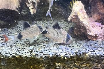 Corydoras panda