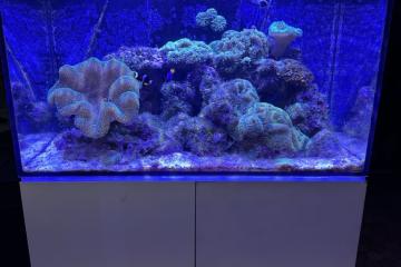 aquarium recifal