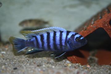 Cynotilapia zebroides Luhuchi F2