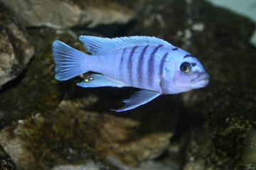 Cynotilapia sp. hara Gallireya FX mâle