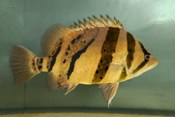 Perche asiatique(Datnioide micolepis)